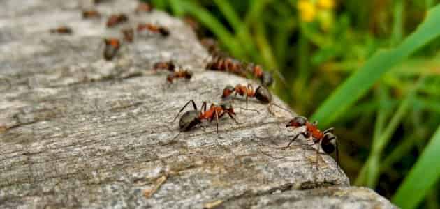 انواع النمل المنزلي