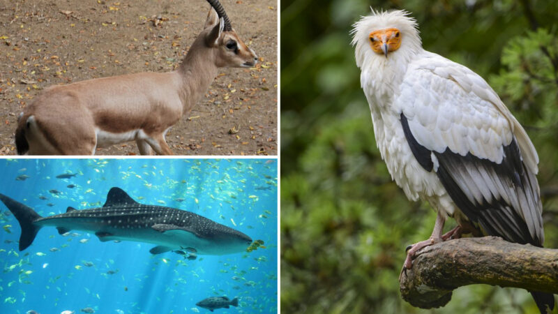 5 حيوانات مهددة بالانقراض.. تعرف إليها